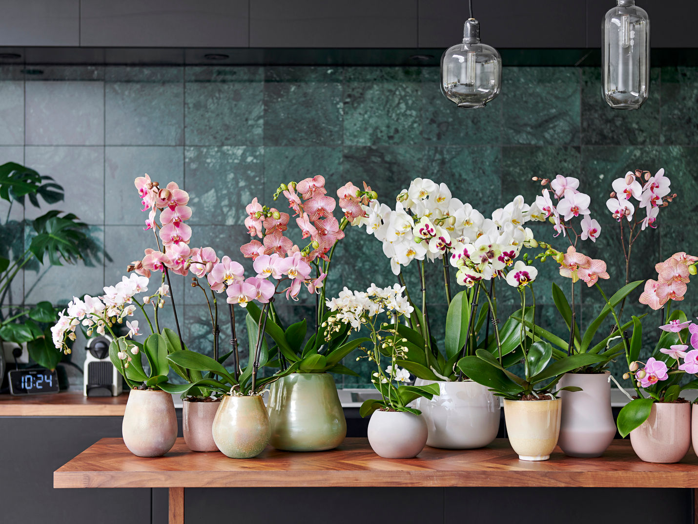 Phalaenopsis - Zimmerpflanze des Monats September, Pflanzenfreude.de Pflanzenfreude.de Кухня в стиле модерн Аксессуары и текстиль