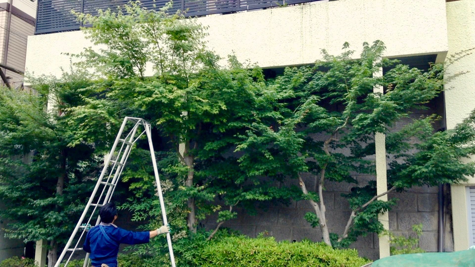 雑木のお手入れ（自然樹形剪定）, 庭や煌久 庭や煌久