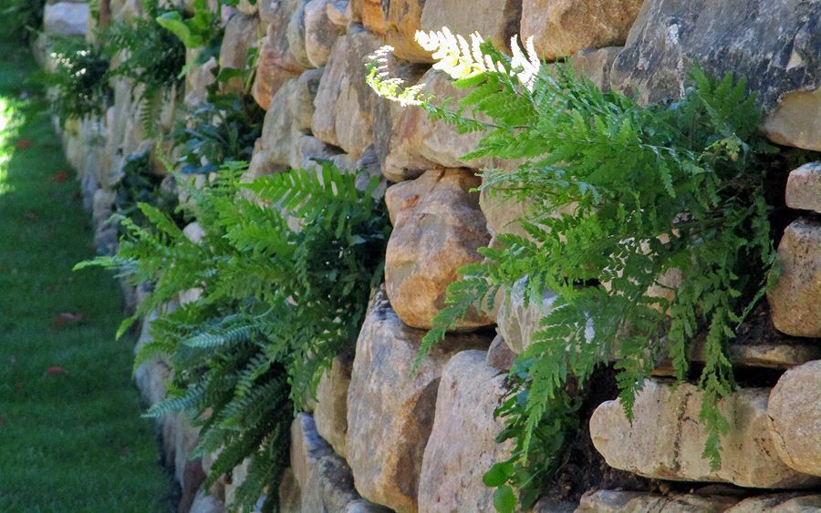 Native ferns MyLandscapes สวน native,British,shade,ferns,green,wall,stone