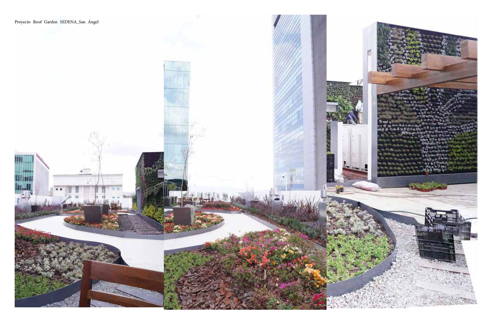 Roof Garden San Angel, Designo Arquitectos Designo Arquitectos Сад Бамбук Зелений