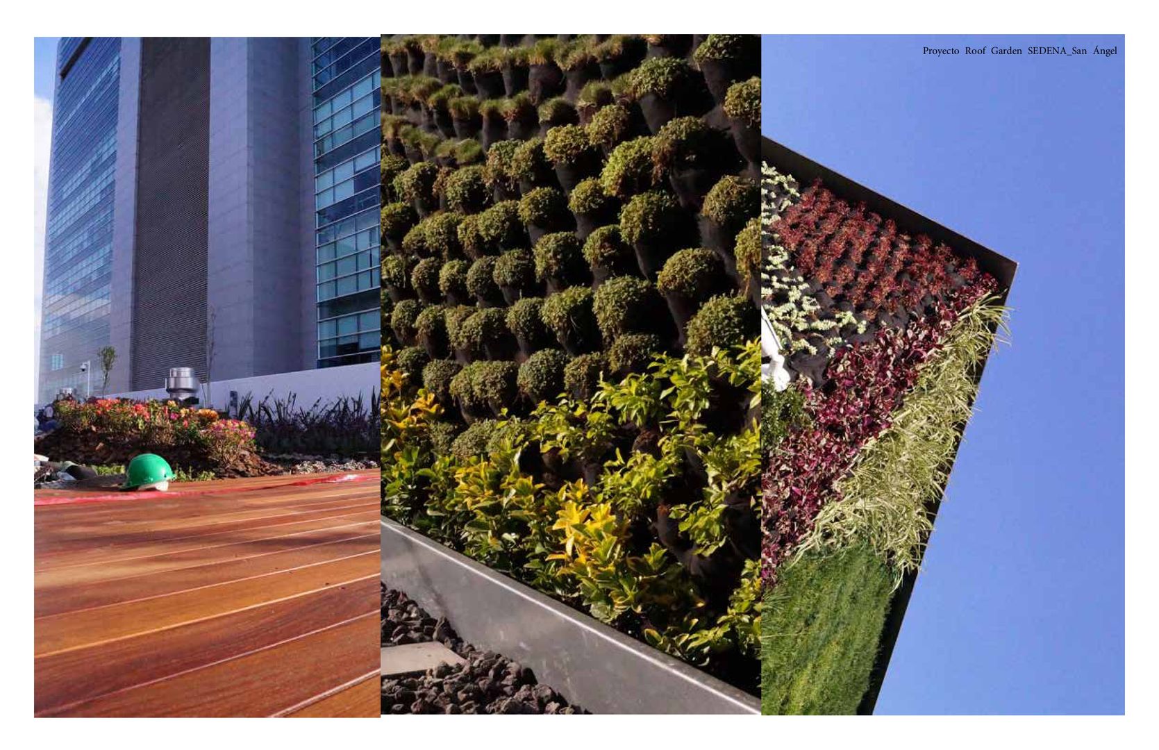 Roof Garden San Angel, Designo Arquitectos Designo Arquitectos Сад Бамбук Зелений