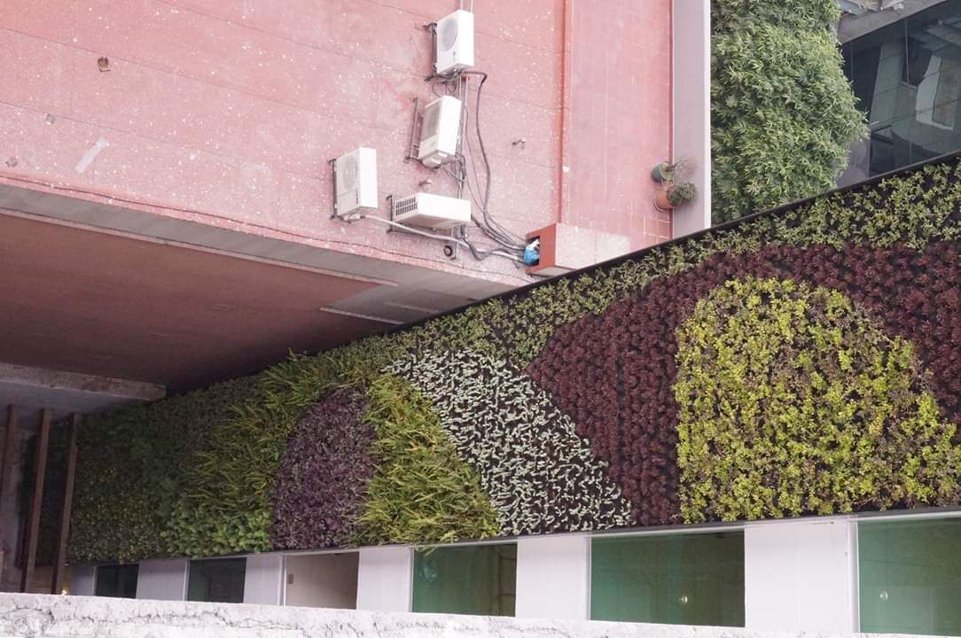Muros Verdes, Designo Arquitectos Designo Arquitectos Commercial spaces Bamboo Green Office buildings
