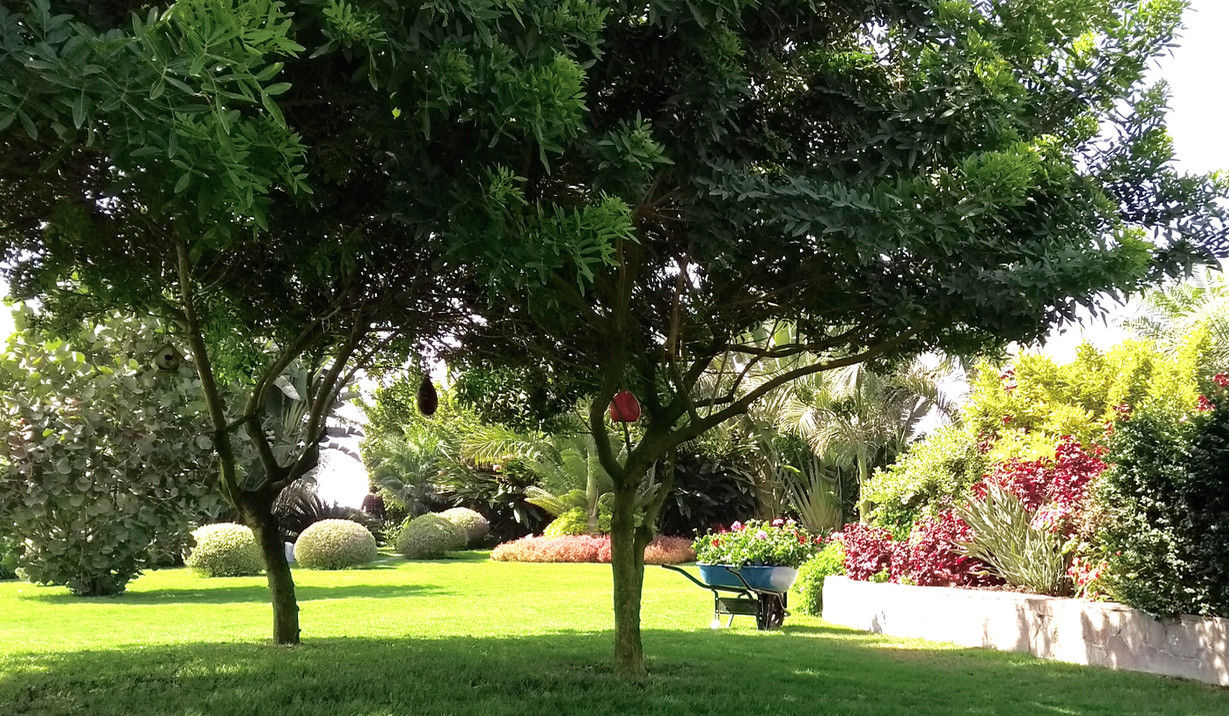 Paisajismo Campo-Playa, Lima Perú, DECOGARDEN: PAISAJISMO Y JARDINERÍA DECOGARDEN: PAISAJISMO Y JARDINERÍA Vườn phong cách nhiệt đới