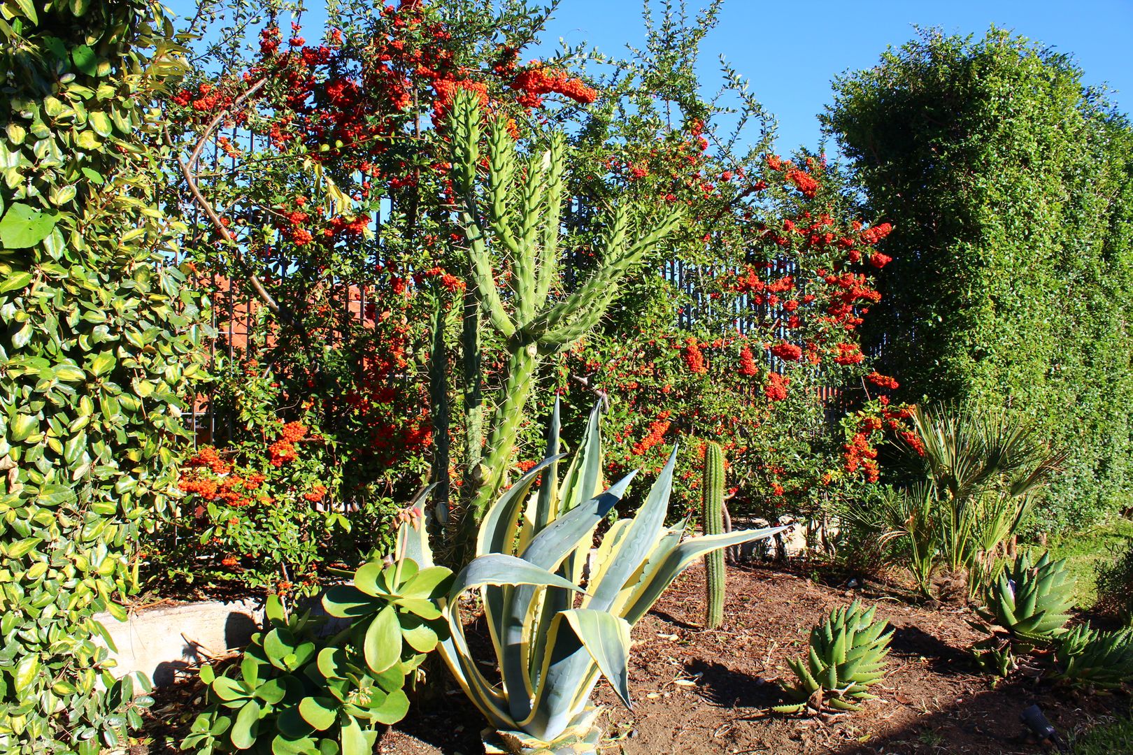 PROGETTO BOTTICELLI, SAPIENZA & PARTNERS SAPIENZA & PARTNERS Giardino in stile mediterraneo Pianta,Fiore,Comunità di piante,Cielo,Botanica,Pianta terrestre,Albero,Arbusto,Pianta da fiore,Pianta annuale