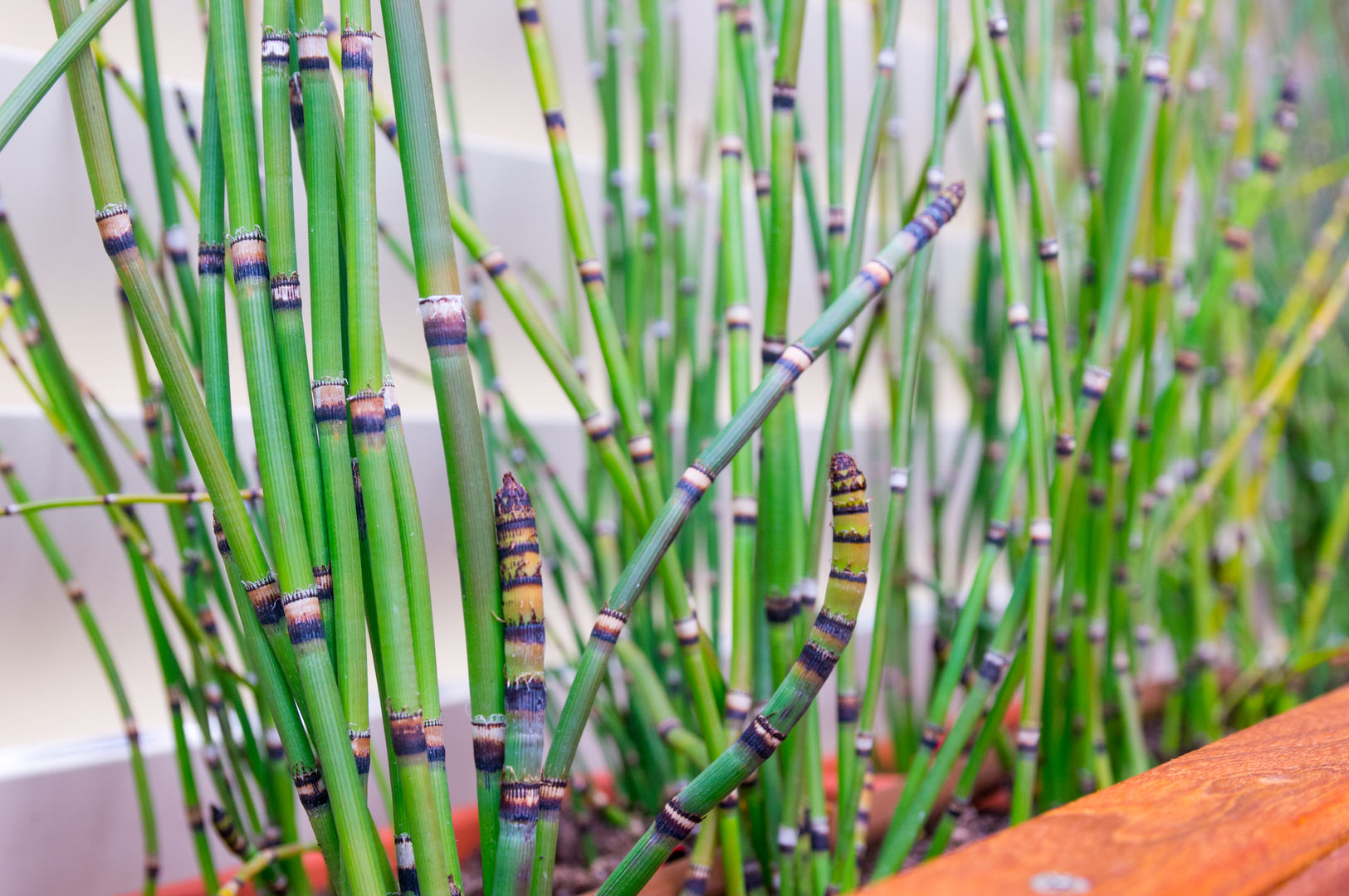 Equisetum en jardinera La Patioteca Balcones y terrazas modernos Madera Acabado en madera