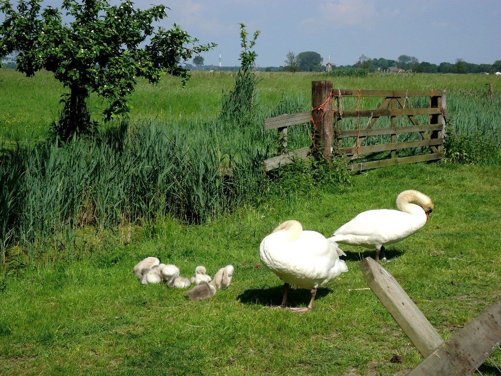 Nieuwe natuur bij buitenplaats Vreedenhorst, groenpartners groenpartners Landelijke tuinen Plant,Vogel,Lucht,Groente,Bek,Natuurlijk landschap,land veel,Eenden, ganzen en zwanen,watervogels,Wolk