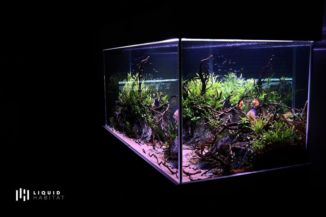 550L Freshwater Planted Aquarium Installation, Liquid Habitat Liquid Habitat غرفة المعيشة