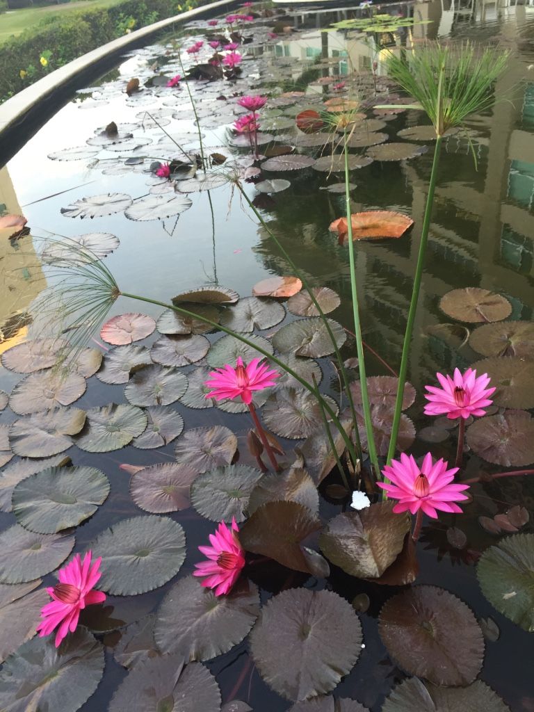 JARDINES CON ALMA, LA COSTERA PAISAJISMO Y JARDINERIA LA COSTERA PAISAJISMO Y JARDINERIA Kolam taman