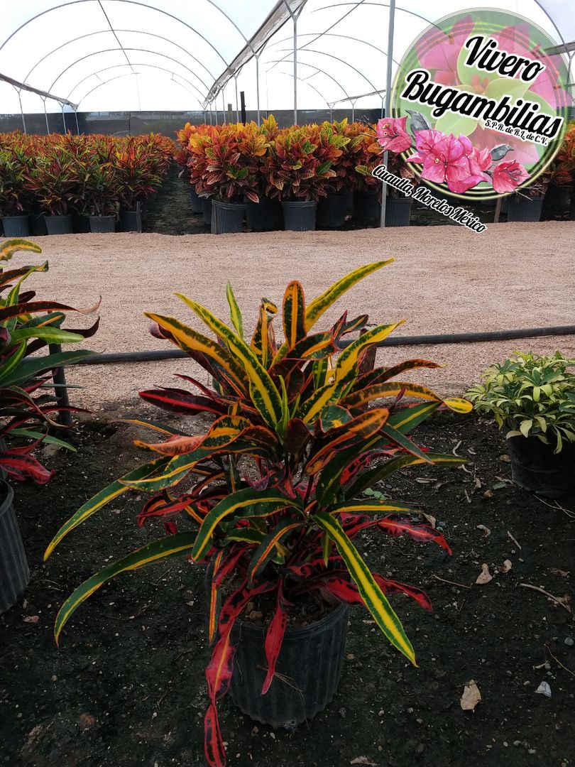 catalogo de plantas , "vivero bugambilias" 'vivero bugambilias' Commercial spaces Commercial Spaces