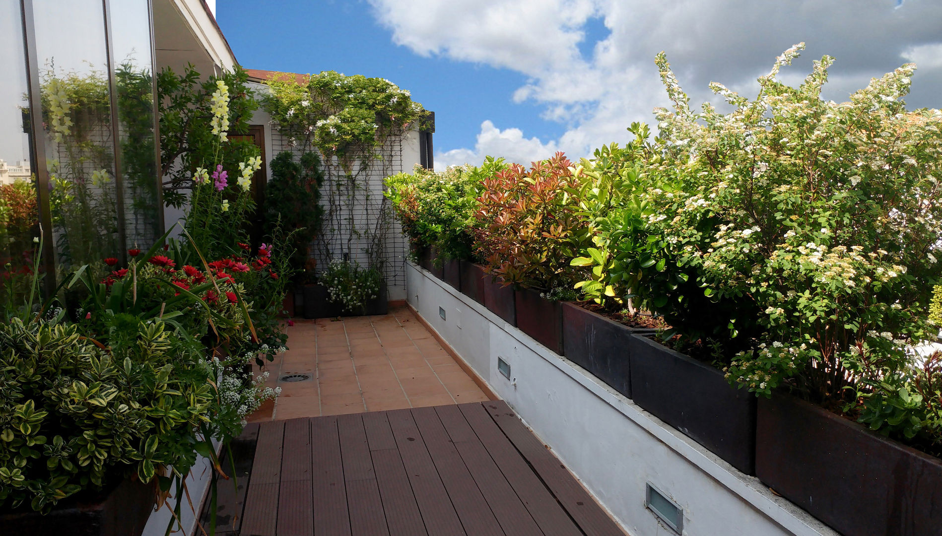 La terraza siete años después homify Balcones y terrazas de estilo moderno terraza,ajardinamiento,diseño,plantas