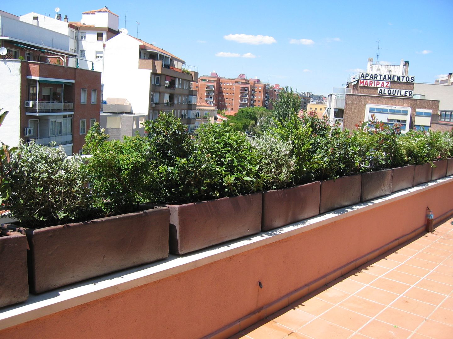La terraza en su primera primavera homify Balcones y terrazas de estilo moderno terrazas,diseño,plantas,arbustos
