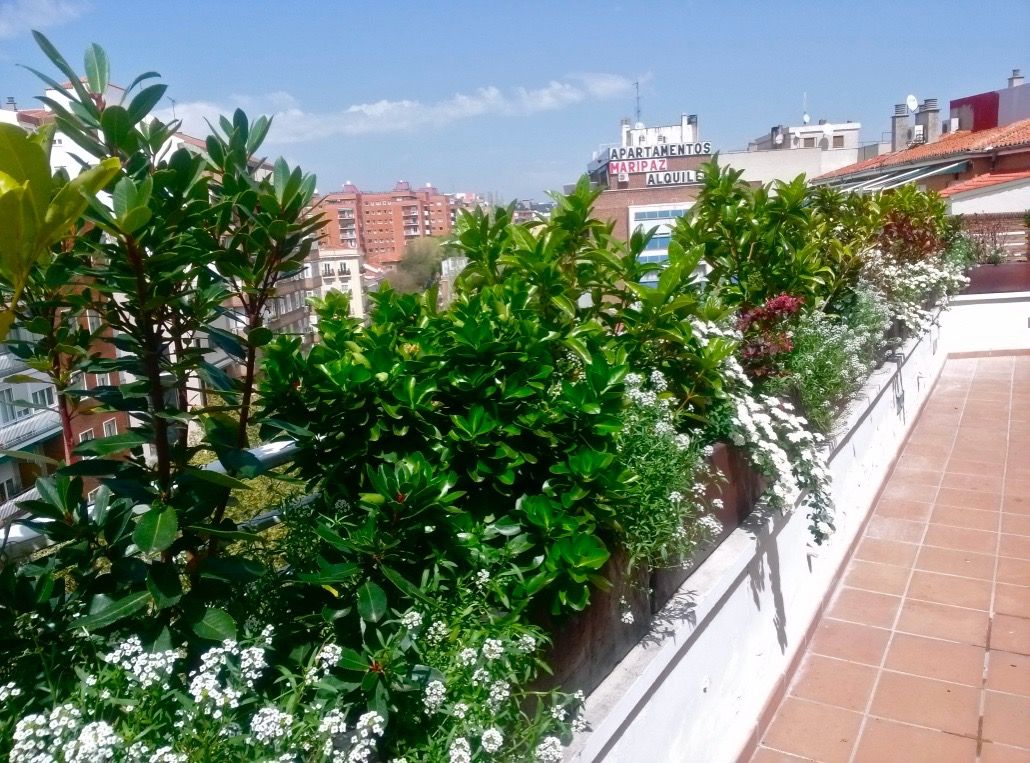 La terraza en primavera homify Balcones y terrazas de estilo moderno terraza,diseño,plantas,arbustos,sol