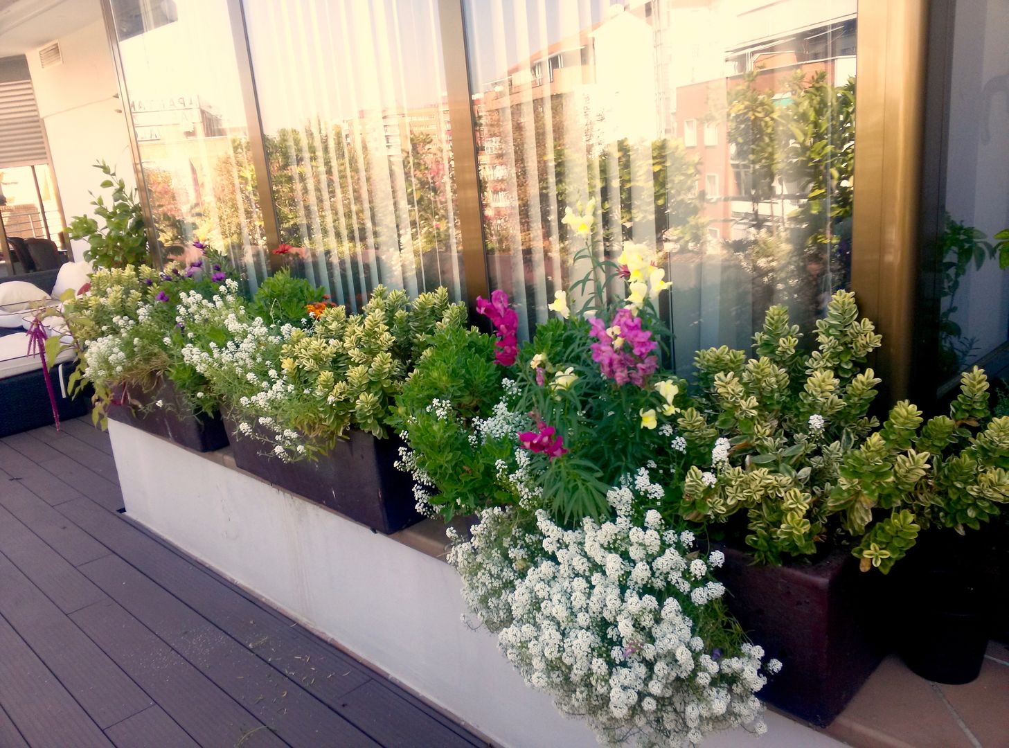 Las jardineras de la ventana homify Balcones y terrazas de estilo moderno terraza,diseño,plantas,arbustos,flor