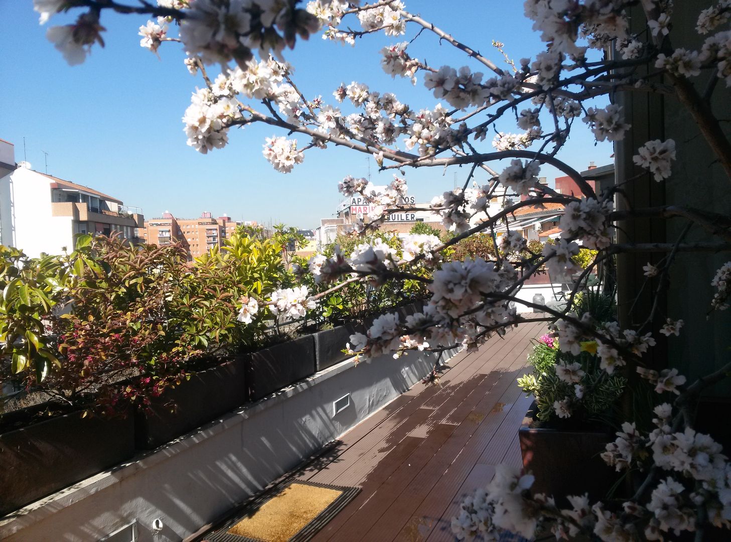 El almendro en flor homify Balcones y terrazas de estilo moderno terraza,diseño,árbol pequeño,almendro