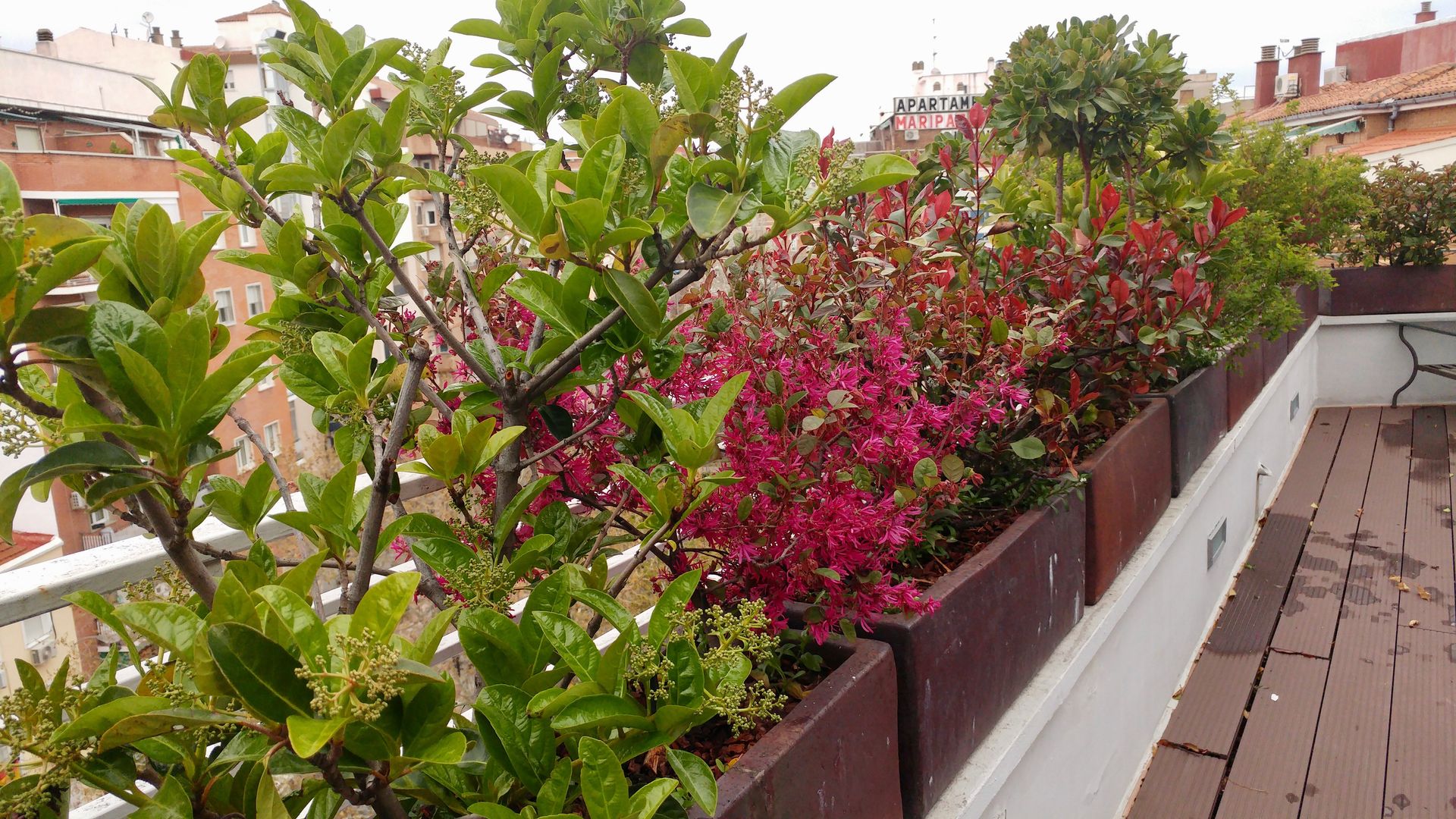 Los colores de los arbustos homify Balcones y terrazas de estilo moderno terraza,diseño,plantas,arbustos