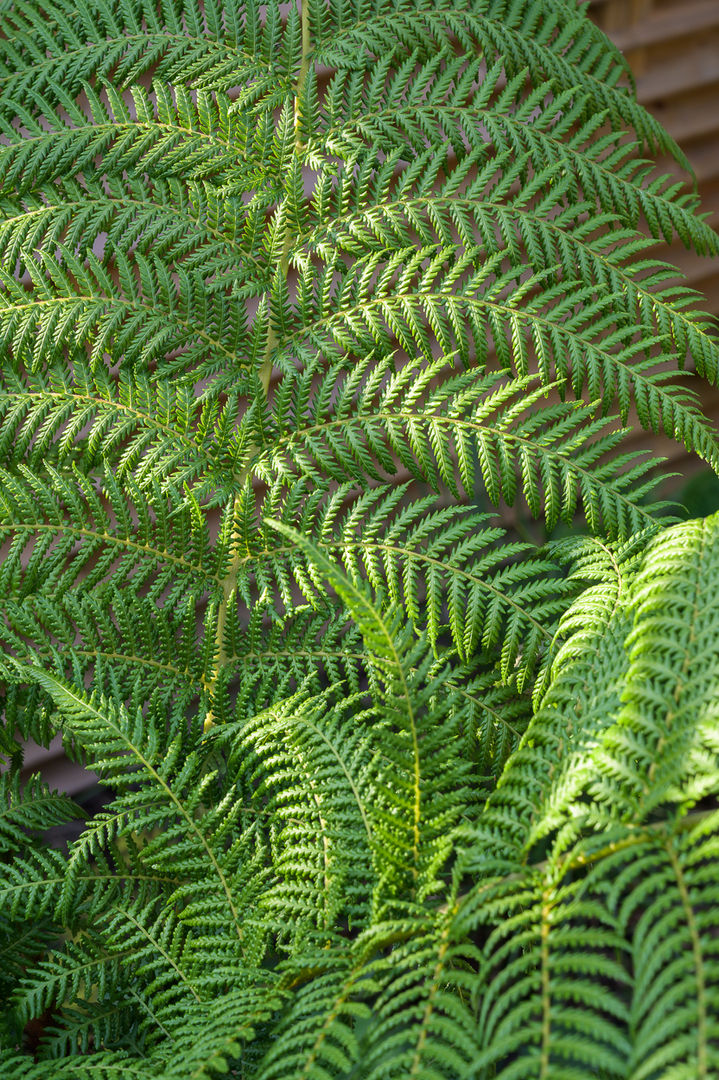 Evergreen fern Earth Designs สวนแบบเซน