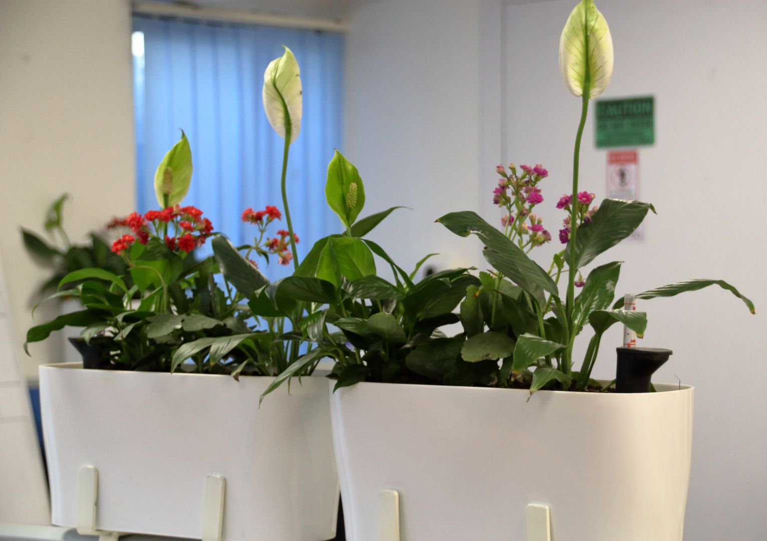 Interioforest Plantscaping Solutions Klasyczne domowe biuro i gabinet