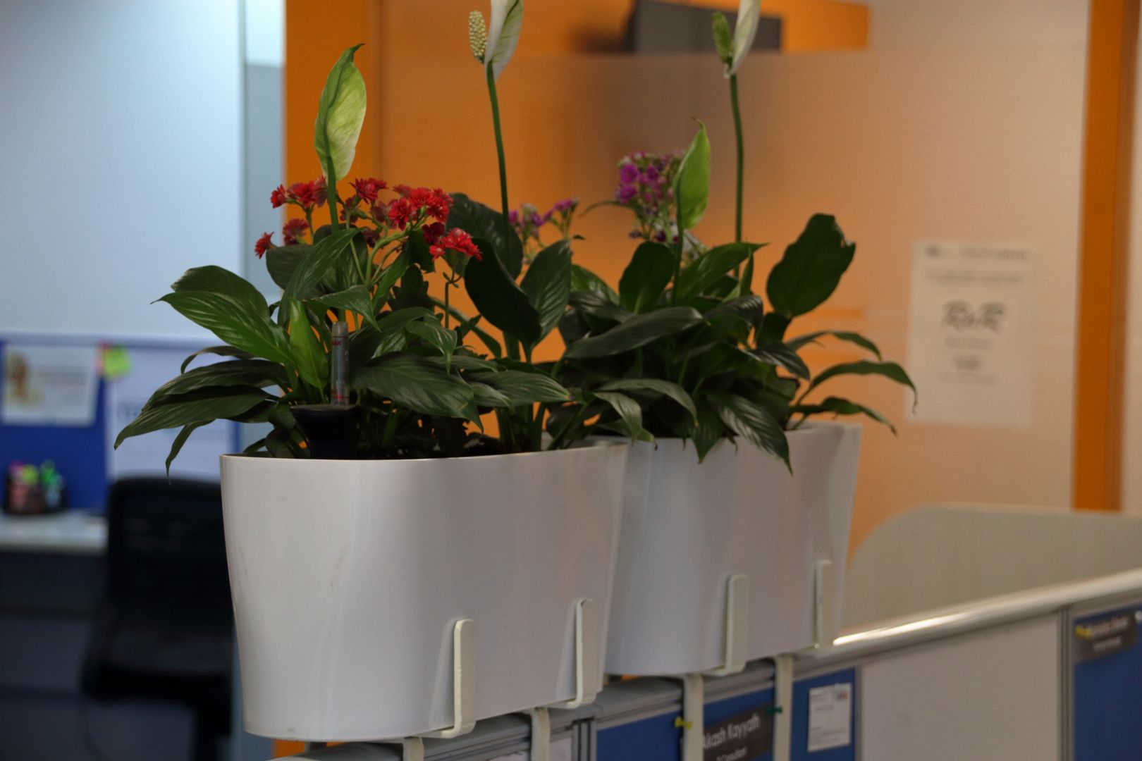 Eye level plants placed in cubicle divider Interioforest Plantscaping Solutions Classic style study/office