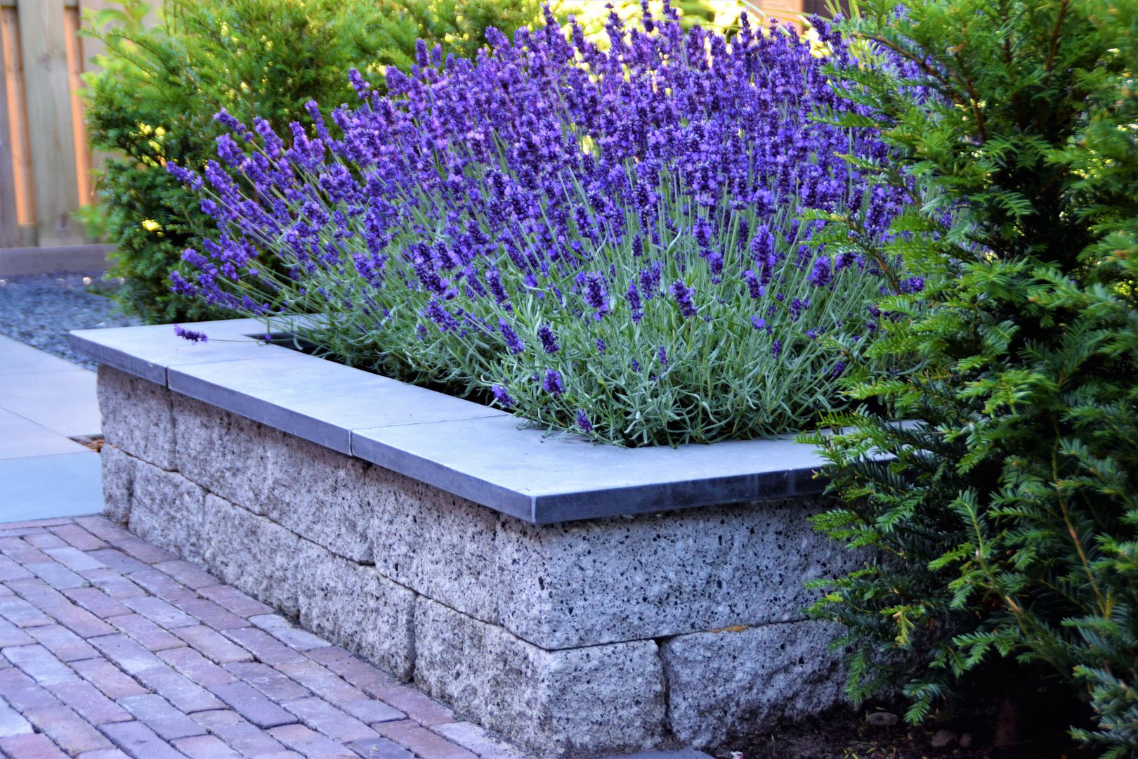Lavendel auf dem Balkon: Pflege und Tipps fr eine blhende Oase | homify