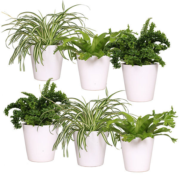 Air So Pure package 6-pack (Luchtzuiverende planten mix) Plantje.nl Binnentuin Air So Pure luchtzuiverende planten,Binnenbeplanting