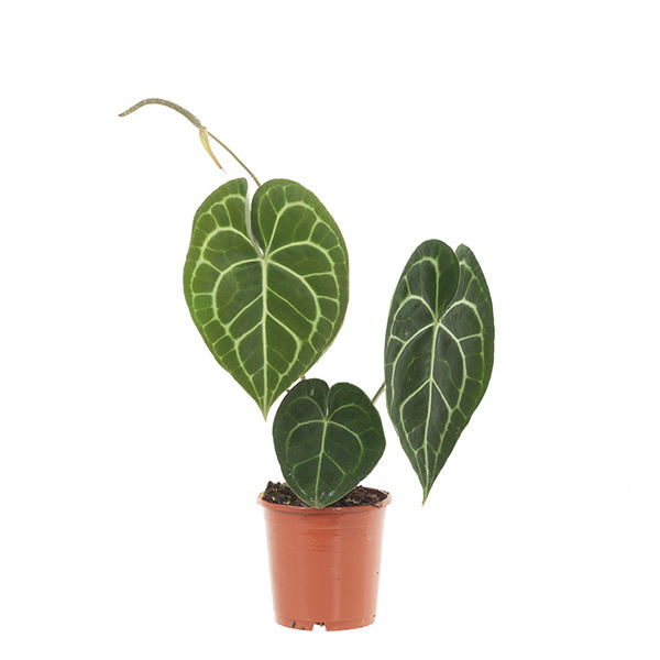 Anthurium Clarinervium (Aderplant) – P 12 cm Plantje.nl Binnentuin Anthurium Clarinervium (Aderplant),Binnenbeplanting