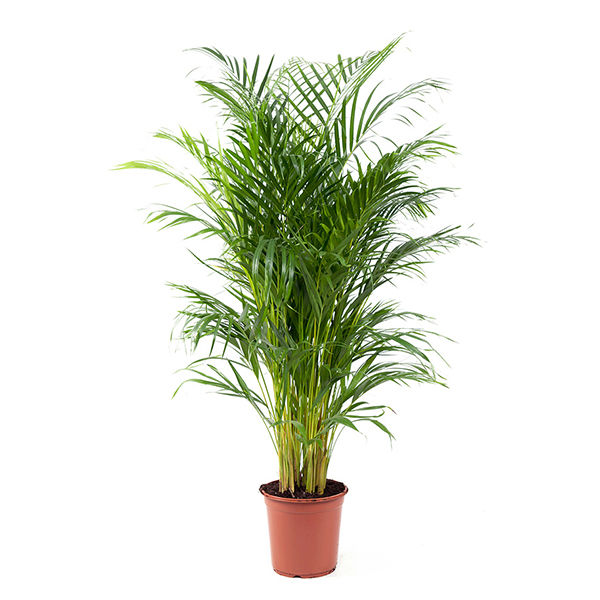 Areca Chrysalidocarpus Dypsis Lutescens (Goudpalm) P 24 cm Plantje.nl Binnentuin Areca Chrysalidocarpus Dypsis Lutescens,Binnenbeplanting