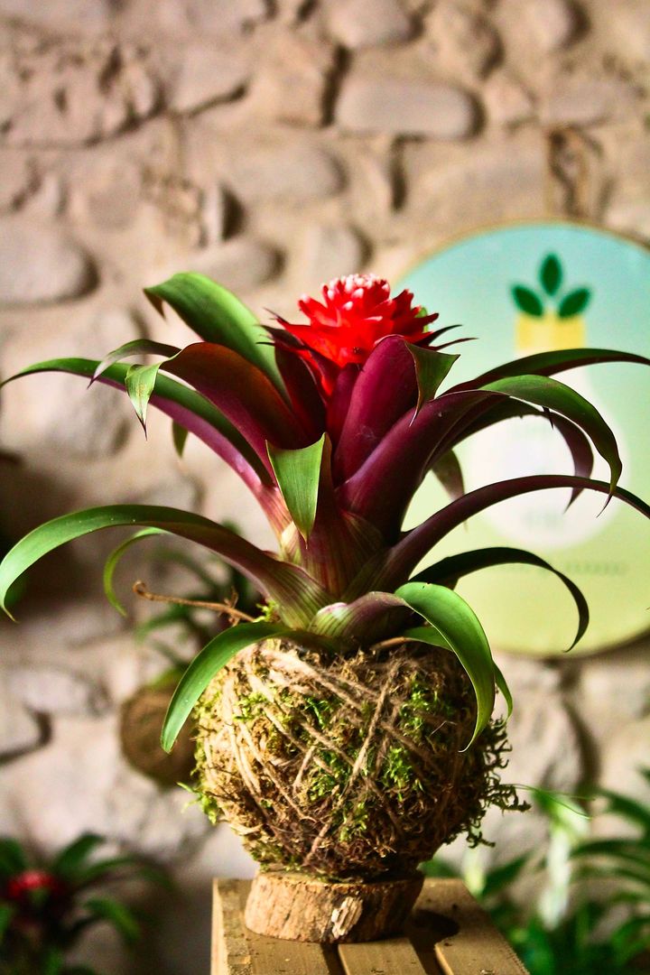 Kokedama Bromelia rossa, Il Giardino di Vetro Il Giardino di Vetro