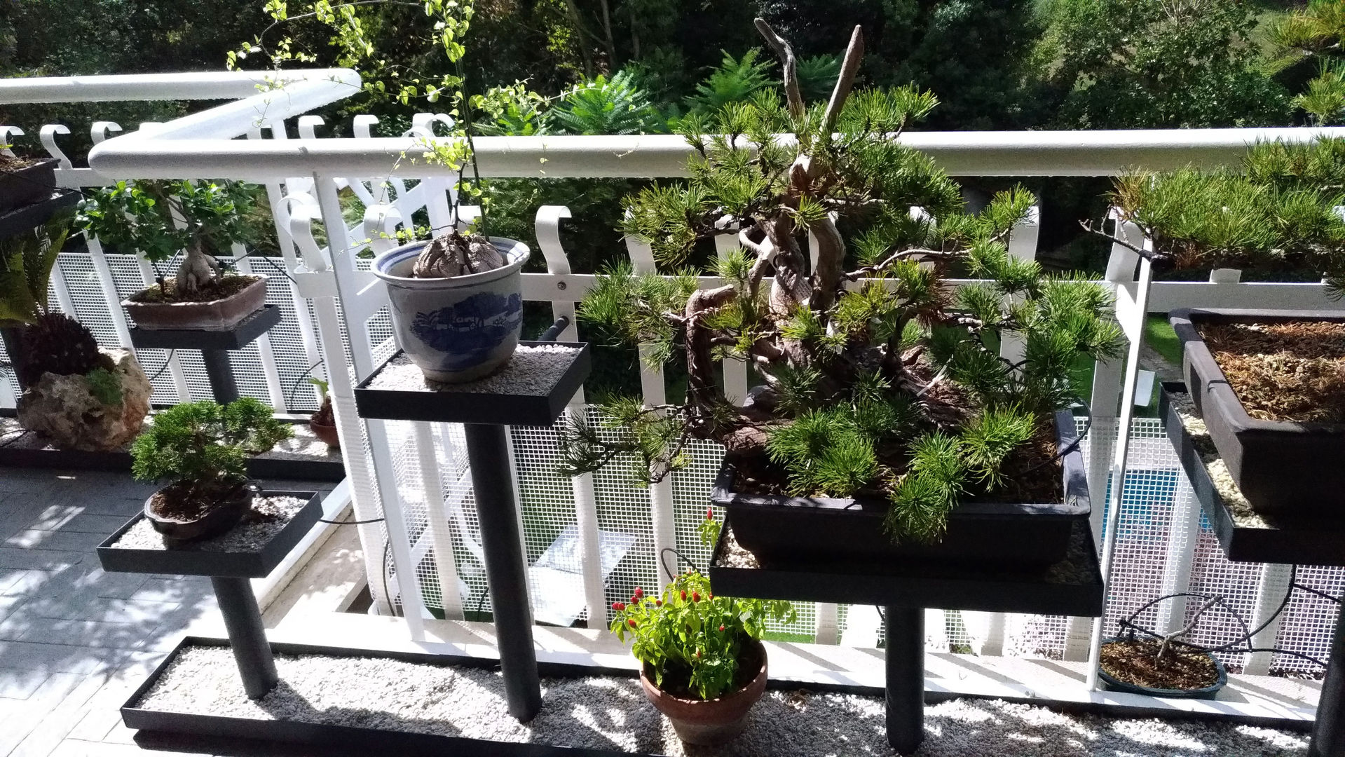 Terrazza con bonsai, Stefania Lorenzini garden designer Stefania Lorenzini garden designer Balcones y terrazas de estilo moderno Hierro/Acero