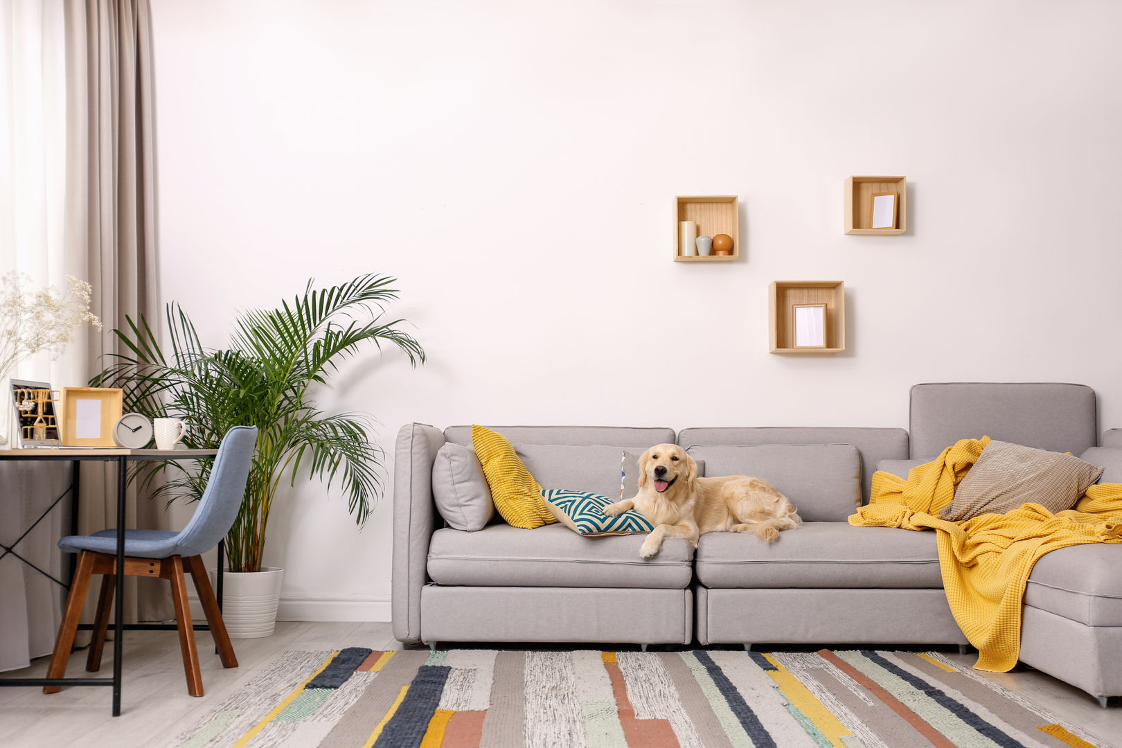 Tips for Picking Out Pet-Friendly Furniture, Press profile homify Press profile homify Modern Living Room Accessories & decoration