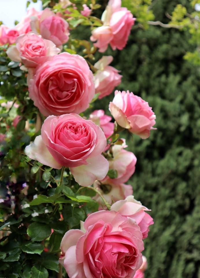 Rose rampicanti, profumate e rifiorenti, Yougardener Yougardener Jardines de estilo clásico