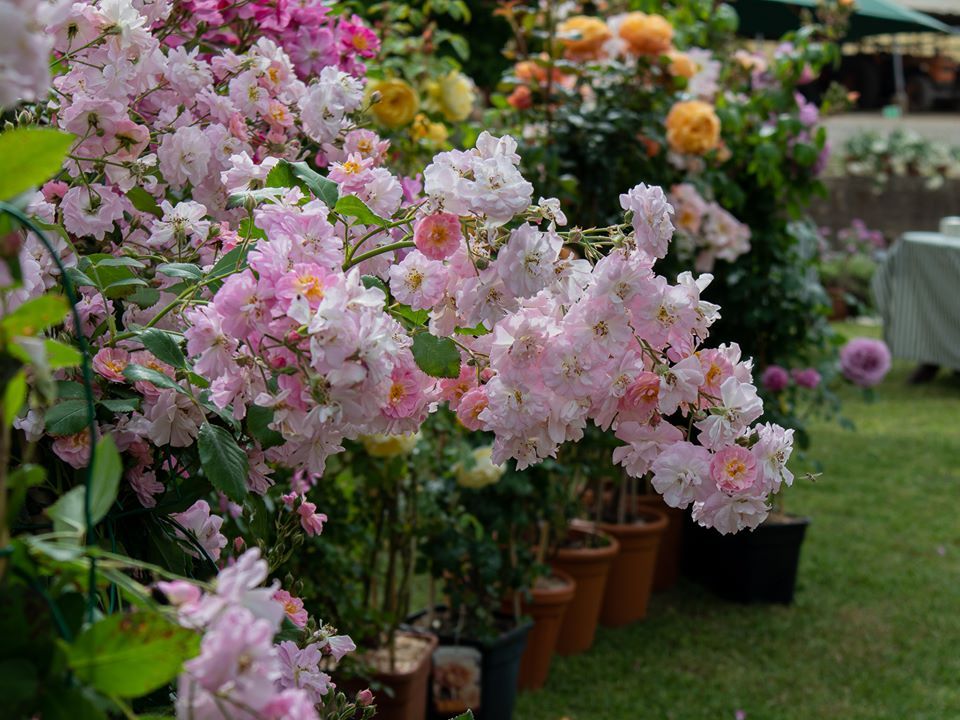 Decorare il giardino con le aiuole: 7 spunti che vi incanteranno al primo  sguardo