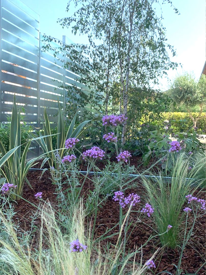 Una foresta selvaggia e minimal _ Stipa tenuissima e Verbena bonariensis Camilla Poggi | Architetto Paesaggista Giardino minimalista betulle, pannelli frangisole in acciaio inox, fioriture lilla, bambù, graminacee, acero, ulivo