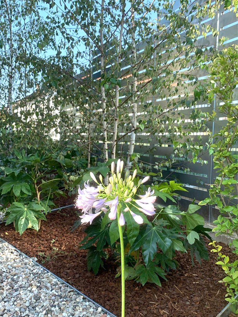 Una foresta selvaggia e minimal _ Il fiore dell'agapanto svetta Camilla Poggi | Architetto Paesaggista Giardino minimalista betulle, pannelli frangisole in acciaio inox, fioriture lilla, bambù, graminacee, acero, ulivo