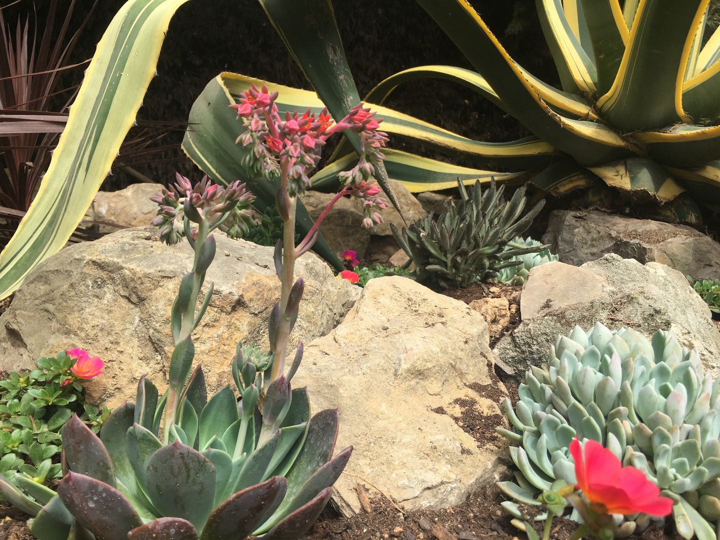 Jardim com piscina | Cascais, RPV Arquitectura Paisagista RPV Arquitectura Paisagista Jardins de pedras Pedra Plantar,Comunidade de plantas,Flor,Botânica,Folha,Planta terrestre,Organismo,Panorama,Planta com flores,Grama