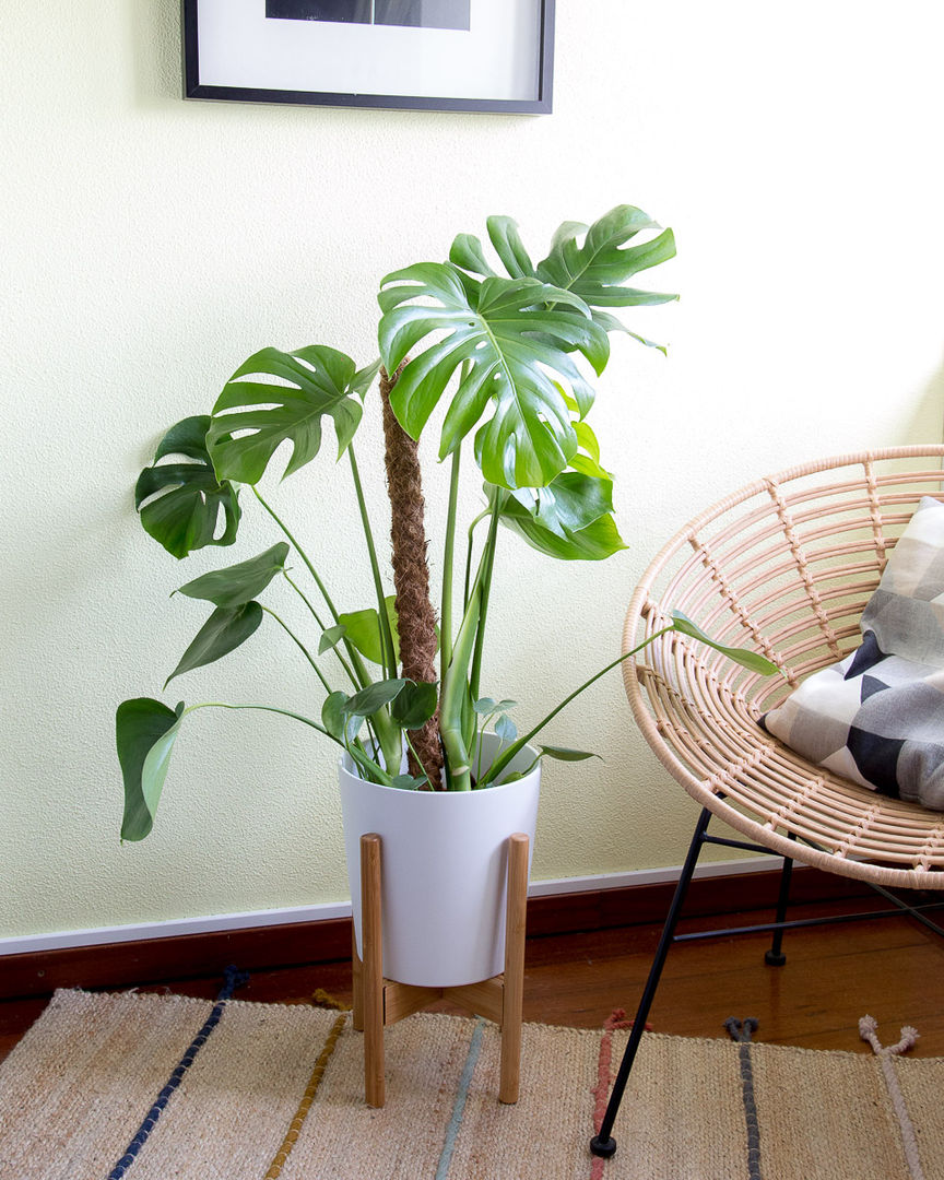 10 Plantas de Interior Para Iniciantes, Urban Jungle - Plantas e Projectos Urban Jungle - Plantas e Projectos Jardines de estilo moderno Plantas y accesorios