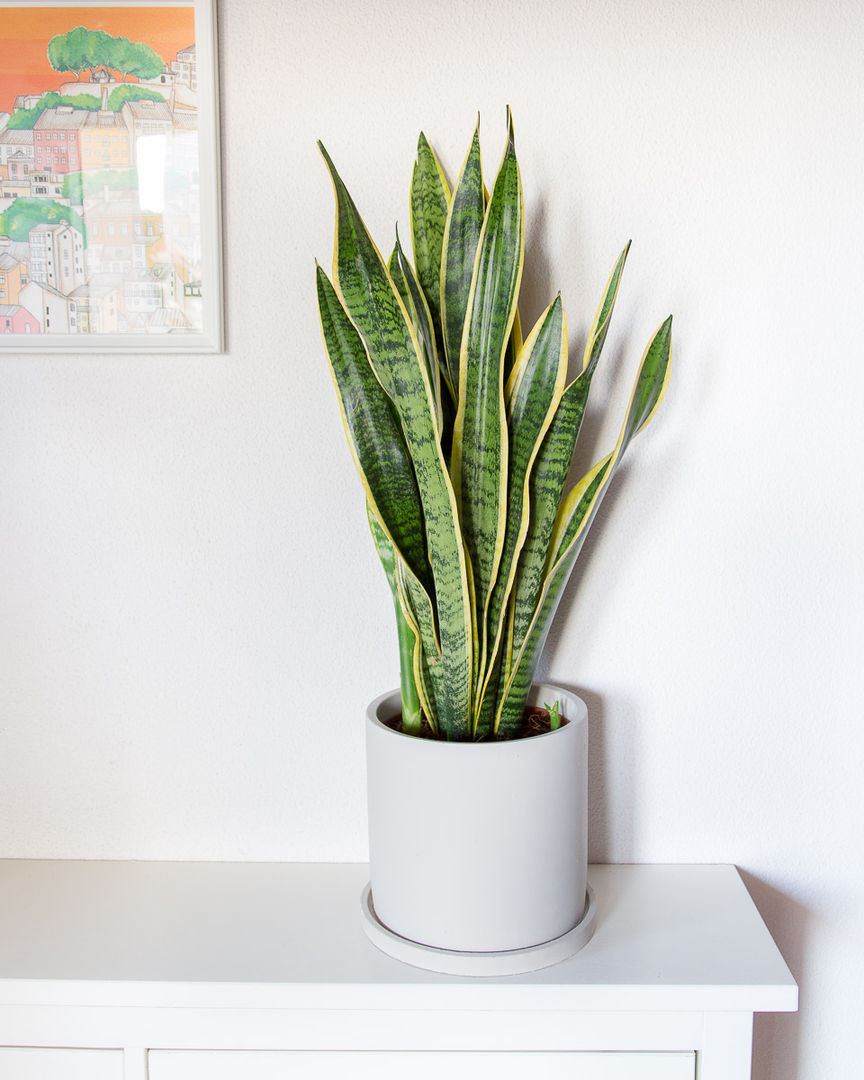 Espada De San Jorge 6 Cosas Que Debes Sobre Esta Planta Homify