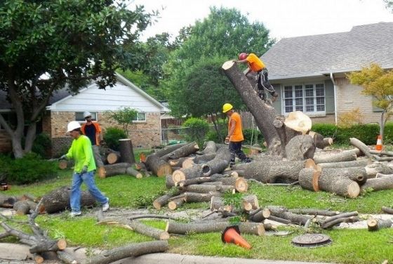 Tree Service Norfolk, Tree Service Norfolk Tree Service Norfolk Rotstuin