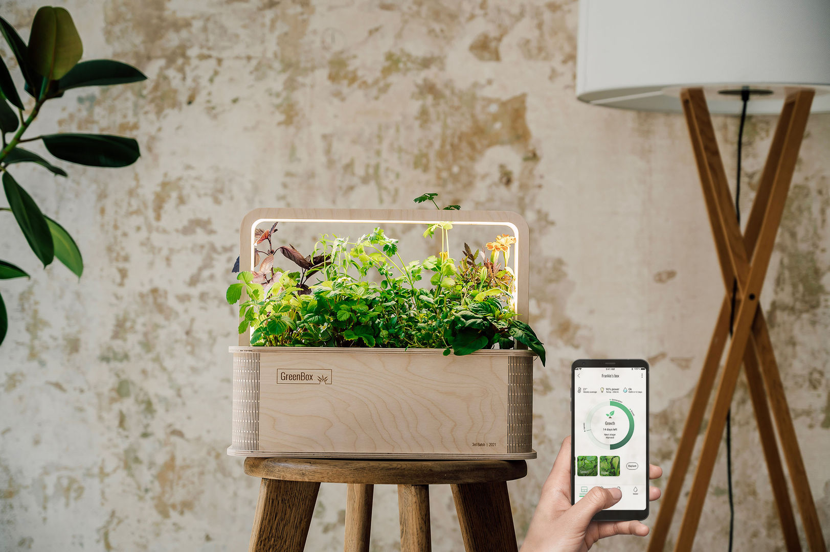 Immerblhende Zimmerpflanzen: So hegt und pflegt ihr sie richtig | homify