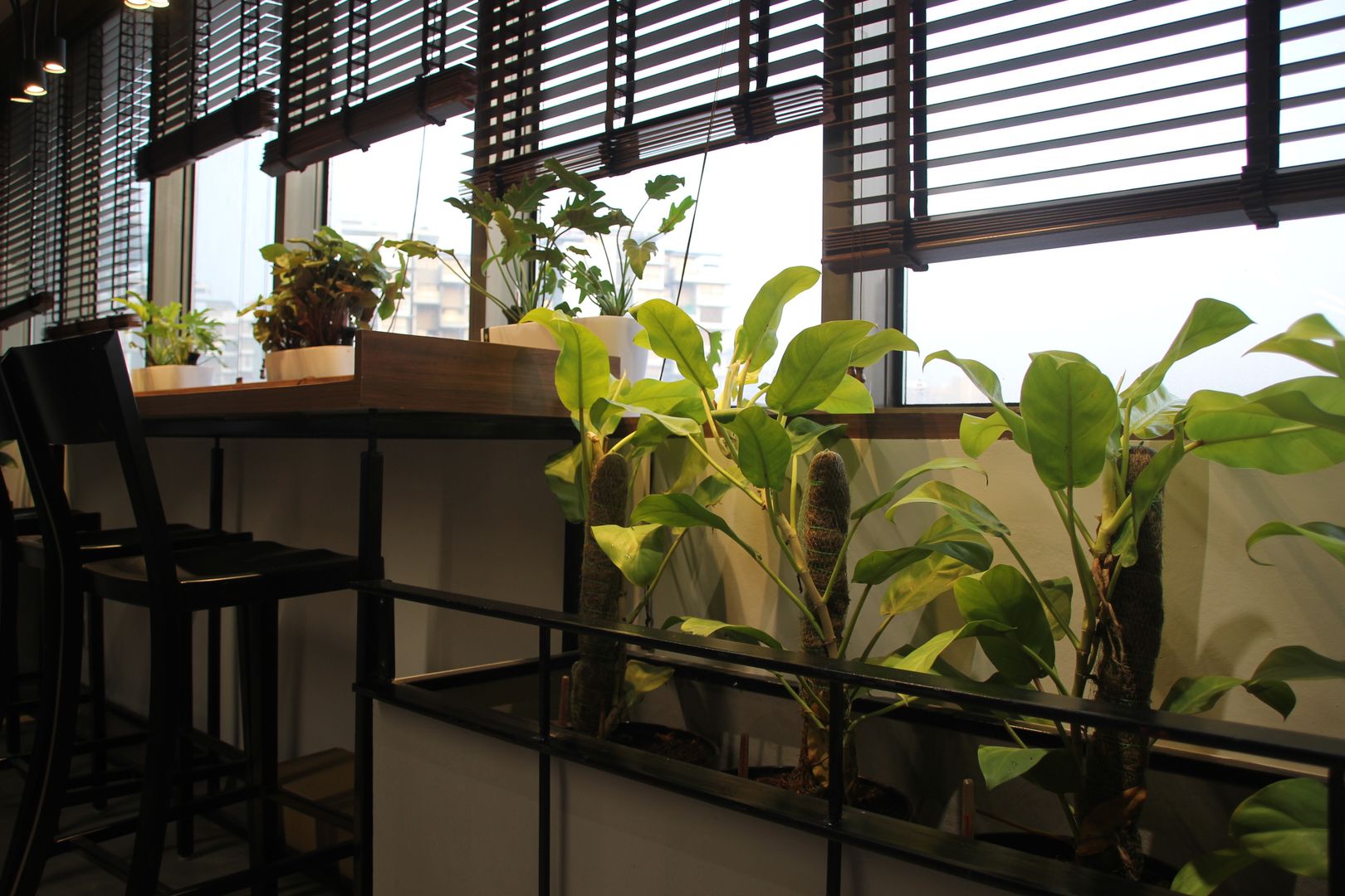 Interioforest helped an office to come Alive Interioforest Plantscaping Solutions Modern study/office Tanaman, Properti, Daun, Desain interior, Arsitektur, Vegetasi, Tanaman rumah, Dinding, Garis, Naungan