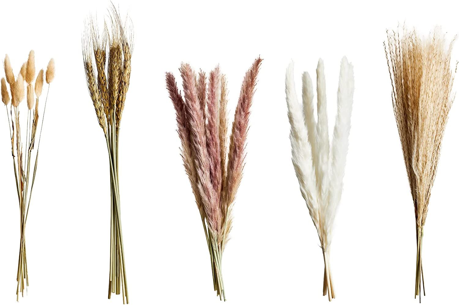 Pampas Grass, Press profile homify Press profile homify ห้องอื่นๆ