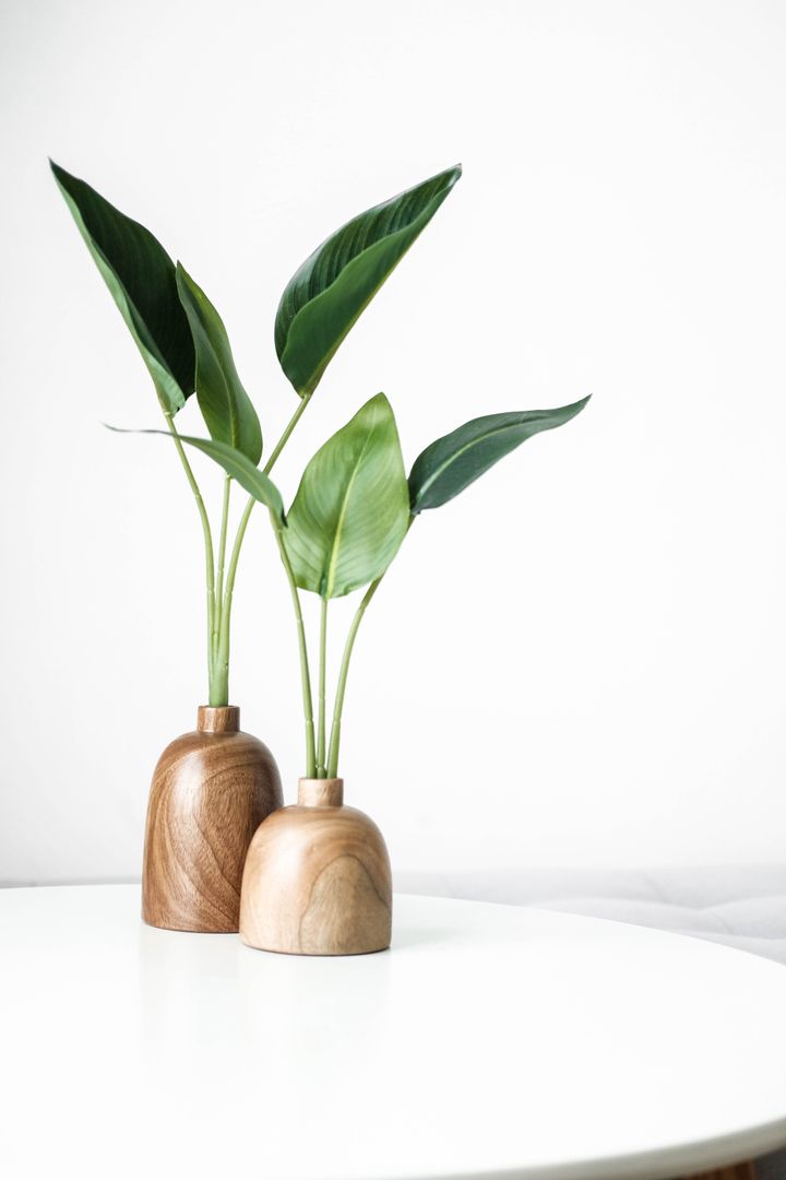 8 gift ideas Press profile homify Maison individuelle Plante, Pot de fleur, Plante terrestre, Plante d&#39;appartement, Bois, Vaisselle, Brindille, Art, Rectangle, Vase