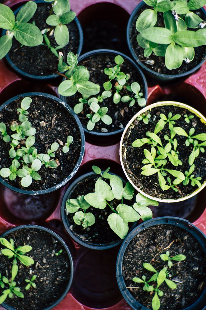 Gemüse anbauen in der Stadt? So funktioniert es mit dem Urban Gardening! Press profile homify Steingarten Plant, Flowerpot, Houseplant, Green, Terrestrial plant, Flowering plant, Groundcover, Annual plant, Soil, Garden