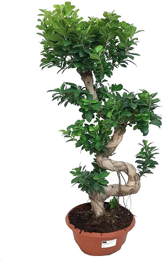 Natural bonsai, Press profile homify Press profile homify حديقة Zen