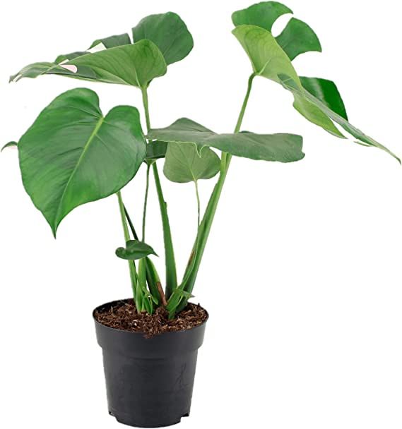 Plant Monstera Deliciosa, Press profile homify Press profile homify Interior garden